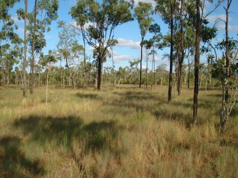 Sold - 91 Gieseman Road - New Property in BLACK RIVER - Real Estate by McGrath Townsville